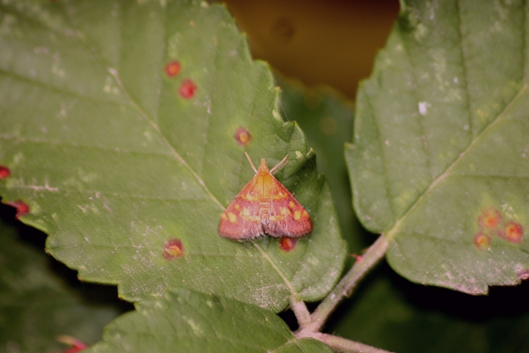 Pyraloidea da identificare